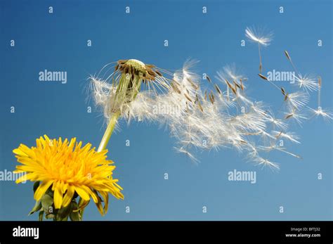 Image result for Small Spring Compressor Tool