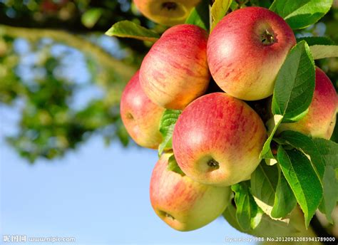 苹果 苹果树摄影图__水果_生物世界_摄影图库_昵图网nipic.com