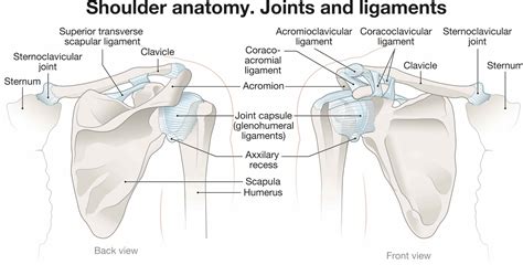 Anatomy of the Shoulder: Bones, Muscles, and Ligaments