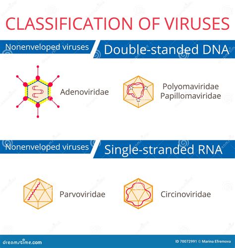 Classification of Viruses. Nonenveloped Viruses Stock Vector - Illustration of black, graphic ...