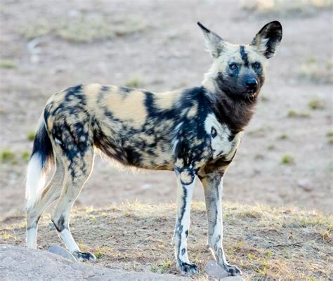 African Painted Dog - Animal - Photo.net