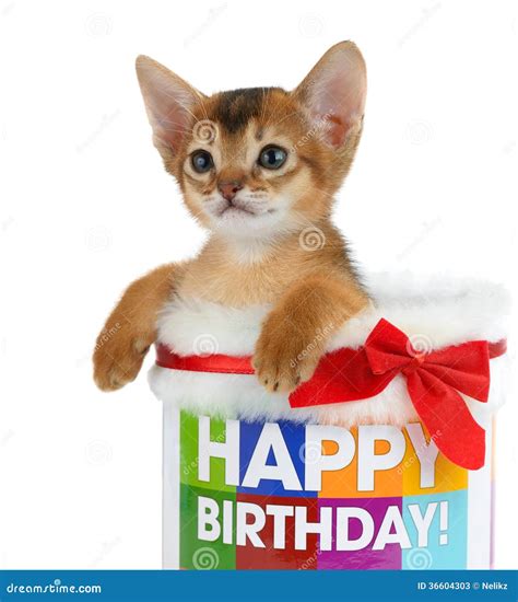 Funny Birthday Kitten