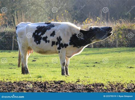 Mooing Cow