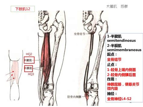 骨骼肌解剖速记手册，学霸们早已收藏！__中国医疗