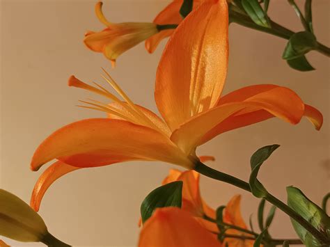 Poco X6 Neo review, price in India | Stuff India