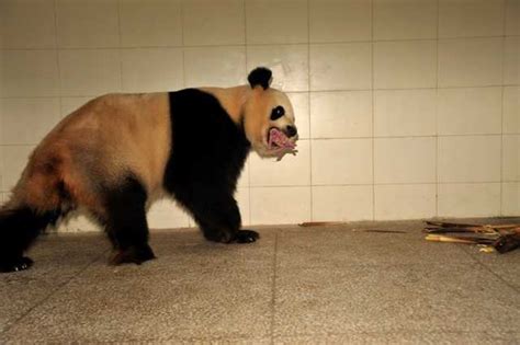 Information about Giant Panda Gong Zhu | Panda News