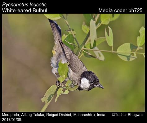 Pycnonotus leucotis (Gould, 1836) - White-eared Bulbul | Birds