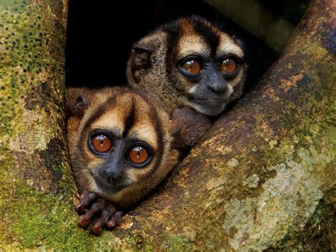 Night Monkey Taxonomy