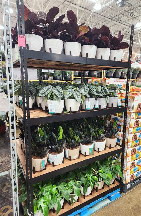 I'm in danger. Costco won't stop bringing in the houseplants. $19.99 in ...