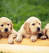 Image result for Cute Animals Dogs