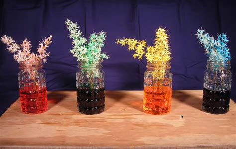 Image result for Food Coloring Flowers Science Project