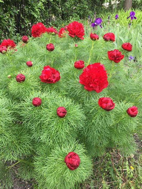 What Is A Japanese Peony at Dorothy Fincham blog