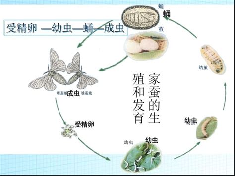 如图是家蚕的发育过程图，根据图回答问题：（1）家蚕的一生要经过哪几个发育时期______（2）家蚕的幼虫和_百度知道