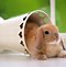 Image result for Cute Rabbit Wallpaper HD