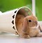 Image result for Pictures of Cute Bunny