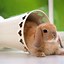 Image result for Cute Bunny Coloring Pages