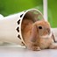 Image result for Cute Bunny Art Chinese