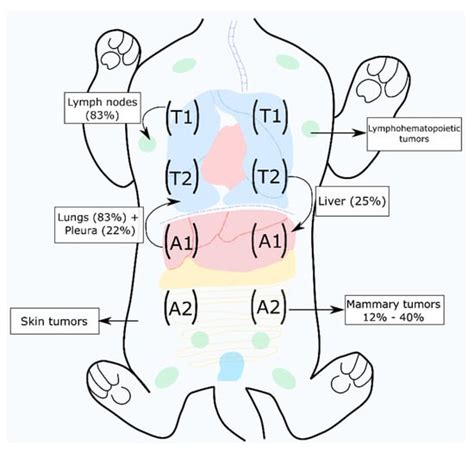 Emerging Biomarkers and Targeted Therapies in Feline Mammary Carcinoma