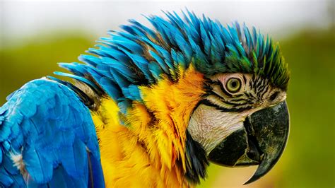 Picture Of Parrot Bird