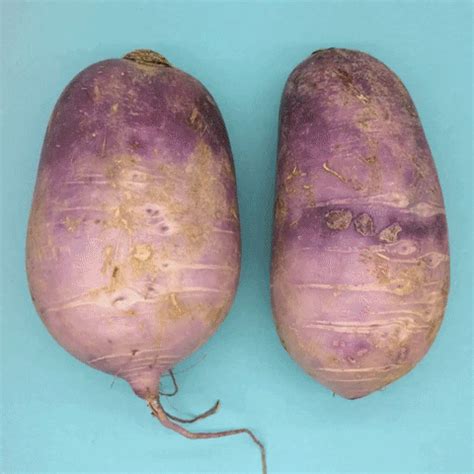 Vegetable Market GIF 的图像结果