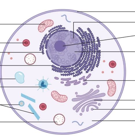 Normal Cell Structure 的图像结果