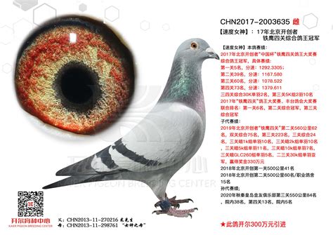 辉煌鸽舍--中国信鸽信息网相册