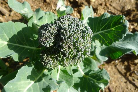 Eat Your Broccoli In Spanish at Dwayne Carson blog
