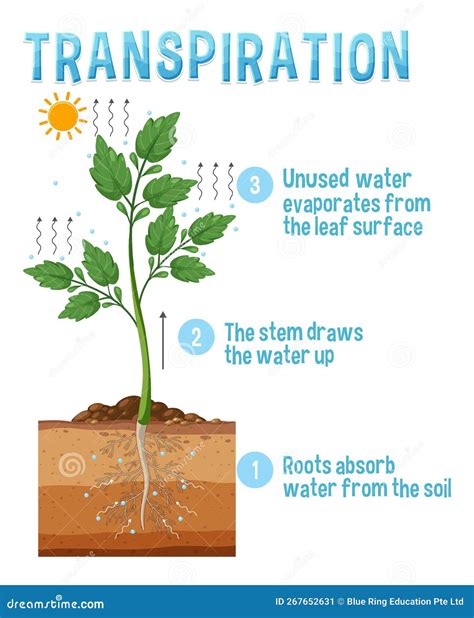 Plant Transpiration Process Time Lapse Montage Of Leaf Stages Stock Photo | CartoonDealer.com ...