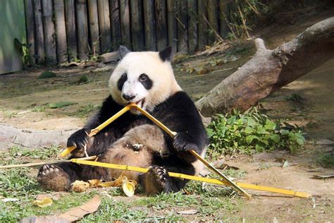 大熊猫萌兰反向投喂饲养员吃竹子_新浪新闻