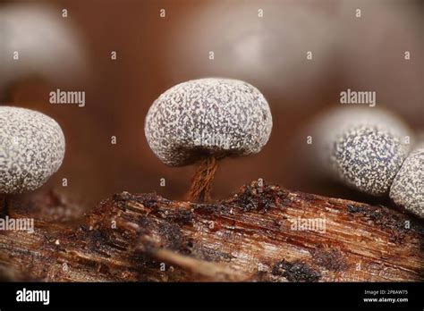 Mold Under Microscope 的图像结果