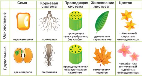 Классы покрытосеменных растений — урок. Биология, 7 класс.