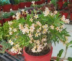 Aglaonema Indoor Plant Supplier from Delhi