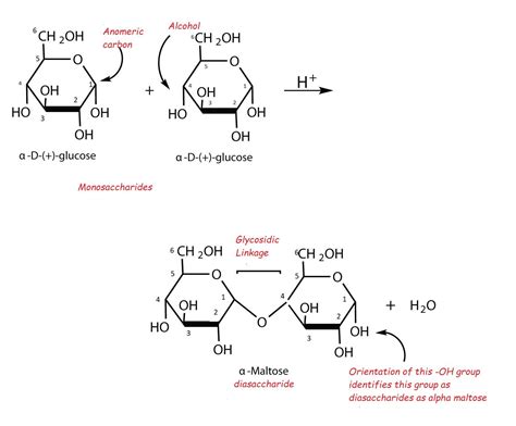 Linear Structure Of Lactose