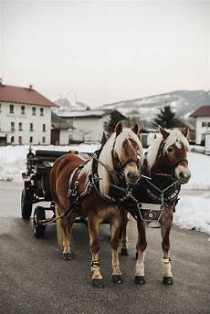 carrozza cavalli carrozza cavalli inverno austria chicneverland carrozza cavalli carrozza cavalli inverno austria chicneverland