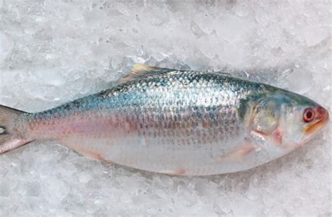 Bengal Food Mart | Item: Katla Kata / Katla Fish