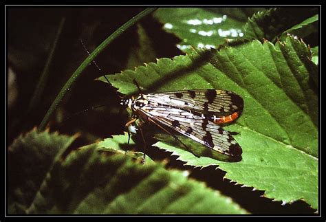 Srpice (Mecoptera) - Bobův fotoblog
