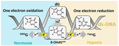 FapydG in the Shadow of OXOdG—A Theoretical Study of Clustered DNA Lesions