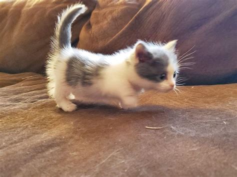 munchkin cat old