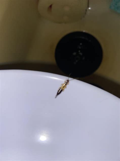 Can someone please tell me what this is? I reverse image searched it and it pulls up a dark ...
