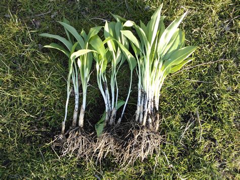 wild garlic | A Food Forest in your Garden
