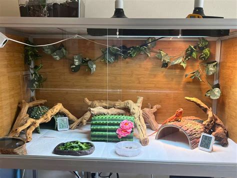 50 best bearded dragon enclosure ideas – Artofit