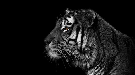 🔥 Download Black And White Animals Tigers Wallpaper by @lchase | White ...