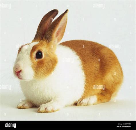 A brown and white rabbit Stock Photo - Alamy