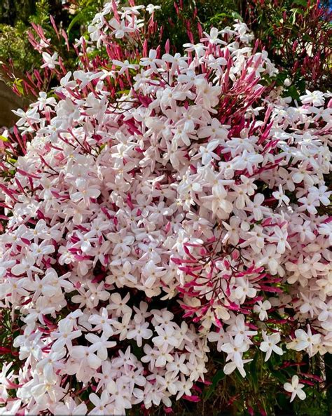 Pink Jasmine Live Plant | Pink Bud Kundo Live Plant | Jasminum ...