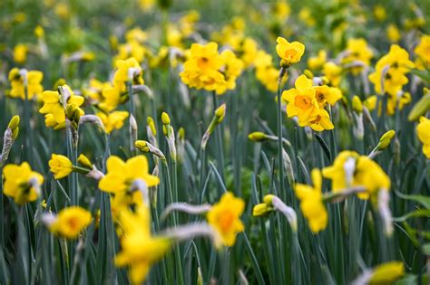Narcissus Flower Meaning