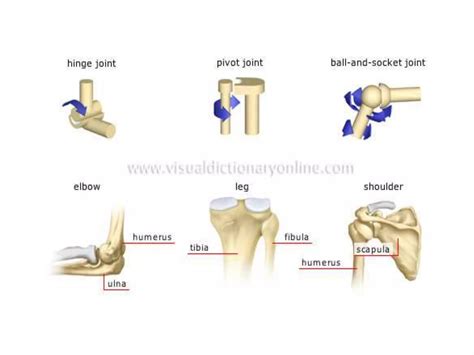 Anatomy of musculoskeletal system | PPTX