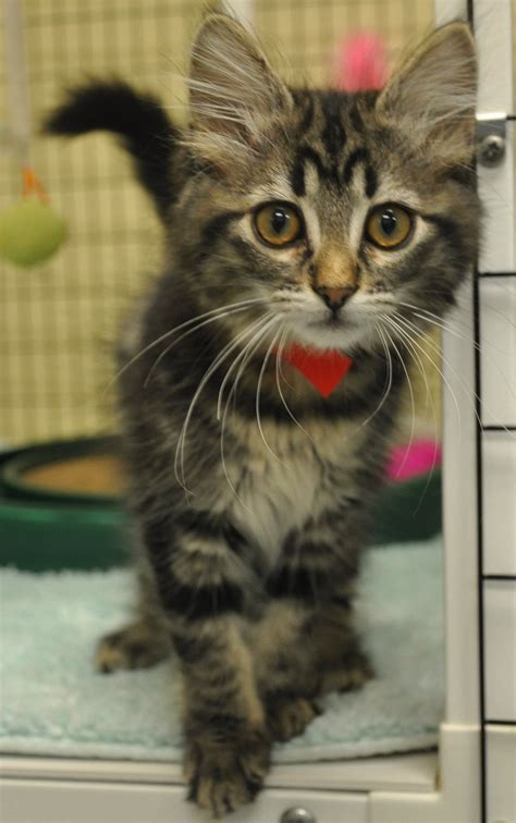 It's Kitten Time at Homeward Pet | Woodinville, WA Patch