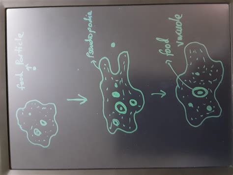 How does an amoeba obtain its food ? explain it with the help of ...