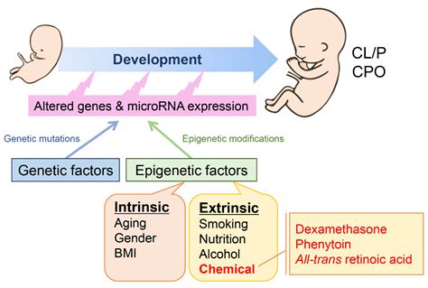 MicroRNAs and Gene Regulatory Networks Related to Cleft Lip and Palate
