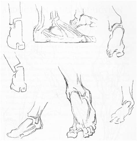 How to Draw the Foot : Drawing Feet and the Anatomy of them Reference ...